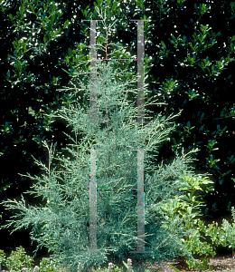 Picture of Cupressus arizonica var. glabra 'Carolina Safire'