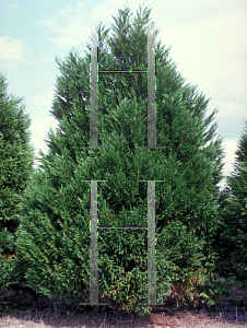 Picture of X Cupressocyparis leylandii 