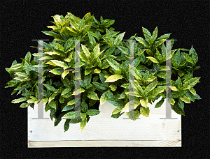 Picture of Aucuba japonica 'Variegata'