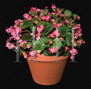 Picture of Begonia semperflorens-cultorum hybrids 