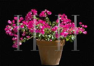 Picture of Bougainvillea spp. 