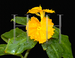 Picture of Costus cuspidatus 