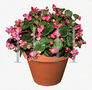 Picture of Begonia semperflorens-cultorum hybrids 