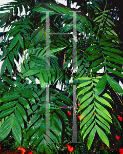 Picture of Chamaedorea microspadix 