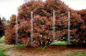 Picture of Acer palmatum (Palmatum Group) 'Bloodgood'