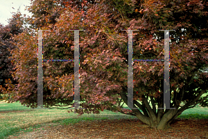 Picture of Acer palmatum (Palmatum Group) 'Bloodgood'