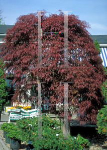 Picture of Acer palmatum (Dissectum Group) 'Atrovariegatum Dissectum'