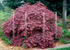 Picture of Acer palmatum (Dissectum Group) 'Atrovariegatum Dissectum'