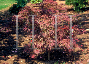 Picture of Acer palmatum (Dissectum Group) 'Crimson Queen'