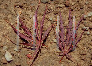 Picture of Acer palmatum (Dissectum Group) 'Crimson Queen'