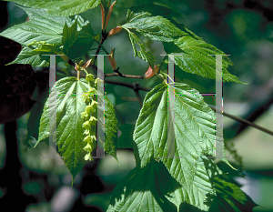 Picture of Acer pensylvanicum 