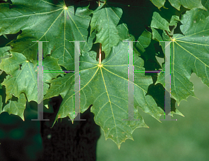 Picture of Acer platanoides 'Alberta Park'