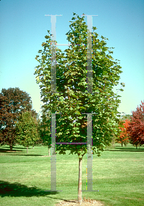 Picture of Acer platanoides 'Alberta Park'