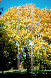 Picture of Acer platanoides 'Charles F. Irish'