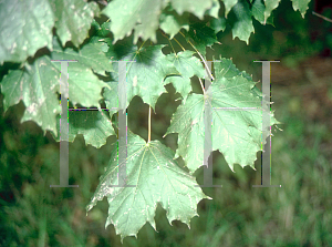 Picture of Acer platanoides 'Charles F. Irish'