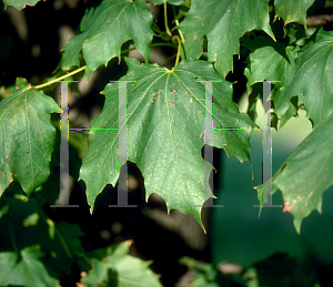 Picture of Acer platanoides 'Columnare'