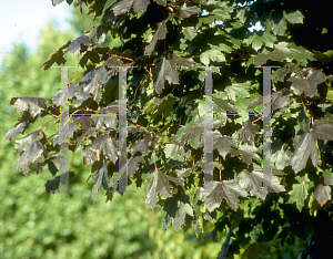 Picture of Acer platanoides 'Crimson King'