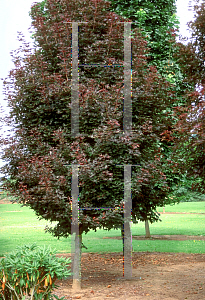Picture of Acer platanoides 'Crimson Sentry'
