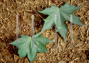 Picture of Acer platanoides 'Crimson Sentry'