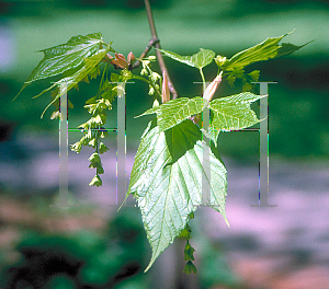 Picture of Acer pensylvanicum 