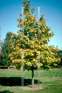Picture of Acer platanoides 'Drummondii'