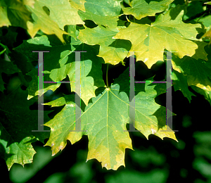 Picture of Acer platanoides 'Drummondii'