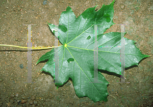 Picture of Acer platanoides 'Pond (Emerald Lustre)'