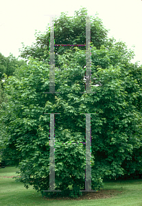 Picture of Acer platanoides 'Emerald Queen'