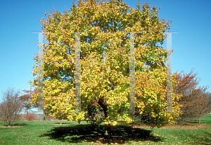 Picture of Acer platanoides 'Greenlace'