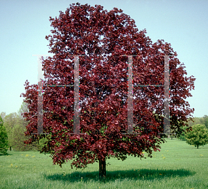 Picture of Acer platanoides 'Royal Red'