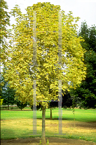 Picture of Acer platanoides 