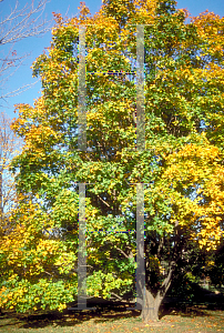 Picture of Acer platanoides x truncatum 