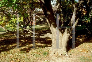 Picture of Acer platanoides x truncatum 