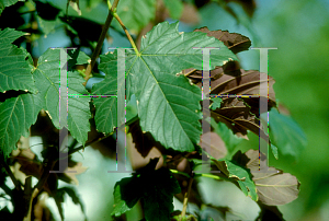 Picture of Acer pseudoplatanus 'Spaethii'