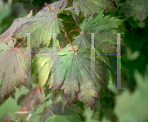 Picture of Acer pseudo-sieboldianum '~Species'