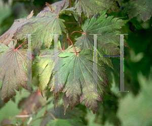 Picture of Acer pseudo-sieboldianum 