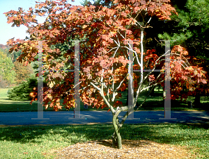 Picture of Acer pseudo-sieboldianum 