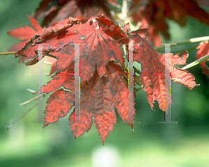 Picture of Acer pseudo-sieboldianum 