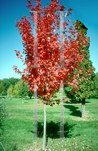 Picture of Acer rubrum 'Autumn Spire'