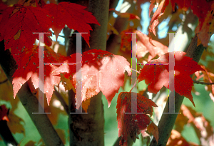 Picture of Acer rubrum 'Autumn Spire'