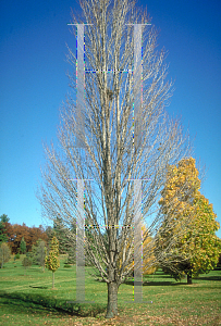 Picture of Acer rubrum 'Bowhall'