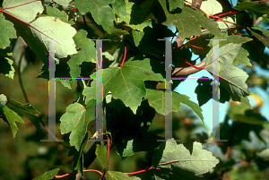 Picture of Acer rubrum var. drummondii 