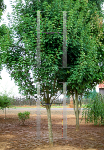 Picture of Acer rubrum 'Karpick'