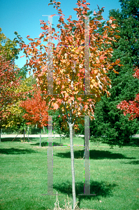 Picture of Acer rubrum 'Northwood'