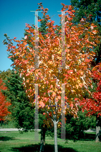 Picture of Acer rubrum 'Northwood'