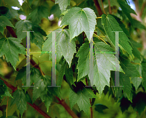 Picture of Acer rubrum 'Franksred (Red Sunset)'