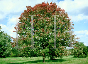 Picture of Acer rubrum 'Schlesingeri'