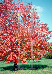 Picture of Acer rubrum 'Schlesingeri'