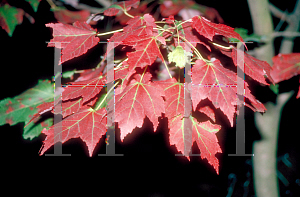 Picture of Acer rubrum 'Schlesingeri'