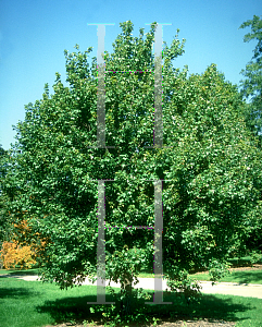 Picture of Acer rubrum 'Silhouette'